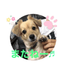 クウタ・スタンプ（個別スタンプ：16）