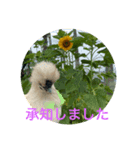 ふうちゃんと向日葵（個別スタンプ：3）