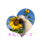 ふうちゃんと向日葵（個別スタンプ：6）