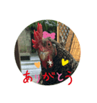 ふうちゃんと向日葵（個別スタンプ：8）