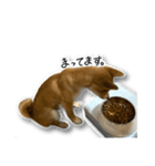 柴犬のそら君（個別スタンプ：1）