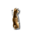 柴犬のそら君（個別スタンプ：2）