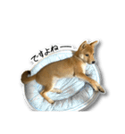 柴犬のそら君（個別スタンプ：3）