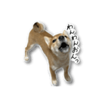 柴犬のそら君（個別スタンプ：5）