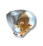 柴犬のそら君（個別スタンプ：6）