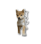 柴犬のそら君（個別スタンプ：7）