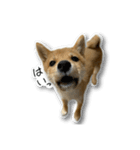 柴犬のそら君（個別スタンプ：8）