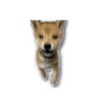柴犬のそら君（個別スタンプ：9）