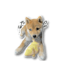 柴犬のそら君（個別スタンプ：10）