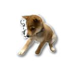 柴犬のそら君（個別スタンプ：11）
