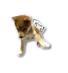 柴犬のそら君（個別スタンプ：12）