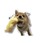 柴犬のそら君（個別スタンプ：13）