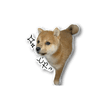 柴犬のそら君（個別スタンプ：14）