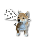 柴犬のそら君（個別スタンプ：15）