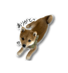 柴犬のそら君（個別スタンプ：16）