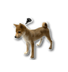 柴犬のそら君（個別スタンプ：17）