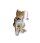 柴犬のそら君（個別スタンプ：19）
