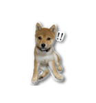 柴犬のそら君（個別スタンプ：20）