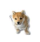 柴犬のそら君（個別スタンプ：21）