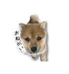 柴犬のそら君（個別スタンプ：22）