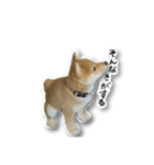 柴犬のそら君（個別スタンプ：23）