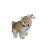 柴犬のそら君（個別スタンプ：24）