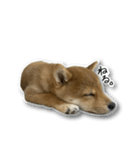 柴犬のそら君（個別スタンプ：25）