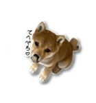 柴犬のそら君（個別スタンプ：26）