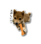 柴犬のそら君（個別スタンプ：27）