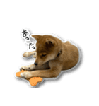 柴犬のそら君（個別スタンプ：28）