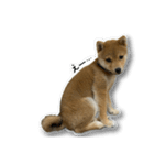 柴犬のそら君（個別スタンプ：29）