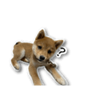 柴犬のそら君（個別スタンプ：31）