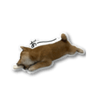 柴犬のそら君（個別スタンプ：32）