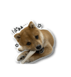 柴犬のそら君（個別スタンプ：33）