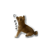 柴犬のそら君（個別スタンプ：34）