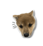 柴犬のそら君（個別スタンプ：35）