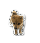 柴犬のそら君（個別スタンプ：36）