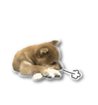 柴犬のそら君（個別スタンプ：37）