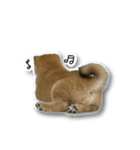 柴犬のそら君（個別スタンプ：38）