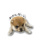 柴犬のそら君（個別スタンプ：39）