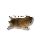 柴犬のそら君（個別スタンプ：40）