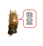 短足マンチカンのクリスタちゃん♀1（個別スタンプ：2）