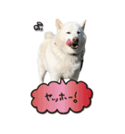 僕は春マン（個別スタンプ：4）