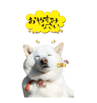僕は春マン（個別スタンプ：9）