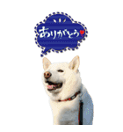 僕は春マン（個別スタンプ：10）