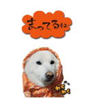 僕は春マン（個別スタンプ：12）