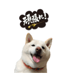 僕は春マン（個別スタンプ：16）