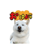 僕は春マン（個別スタンプ：18）