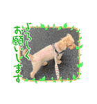 自家製 ピザ 他（個別スタンプ：40）