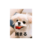 旅する手羽先 改善版（個別スタンプ：6）